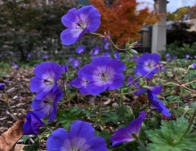 Purple flowers in a garden at the Science Center 